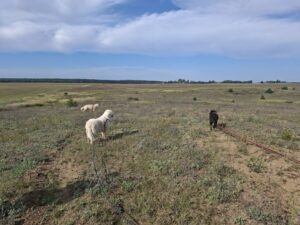 galeria (42)